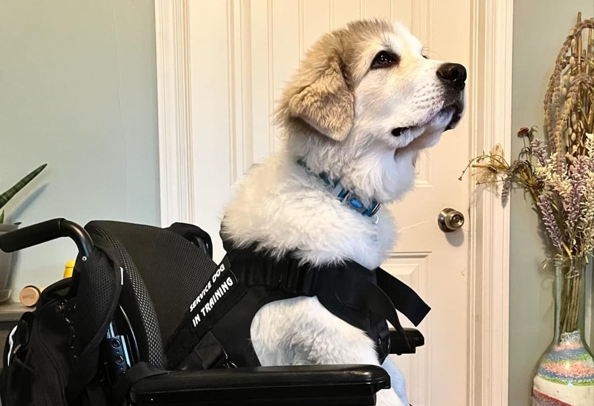 HelpNewAmputeeGetAServiceDog