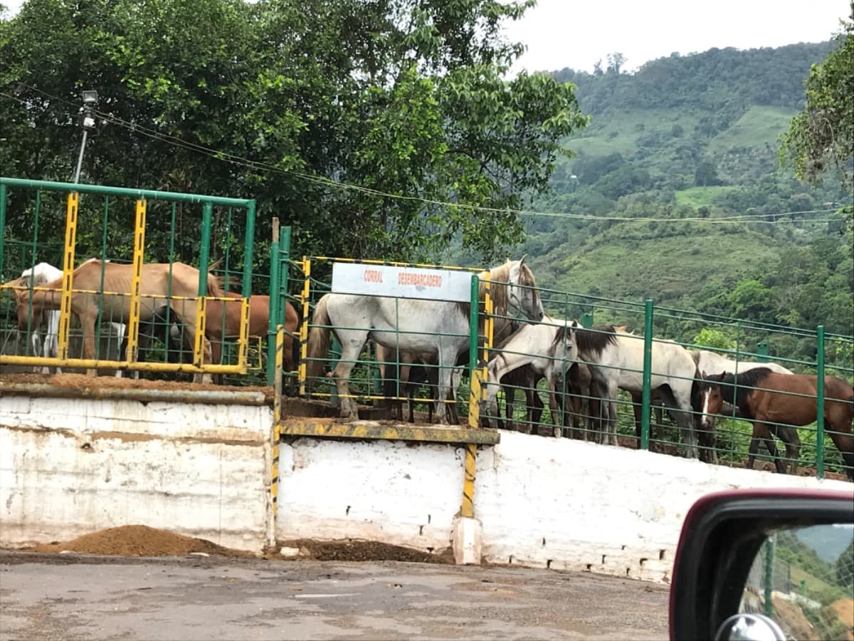 RescuingAHorse