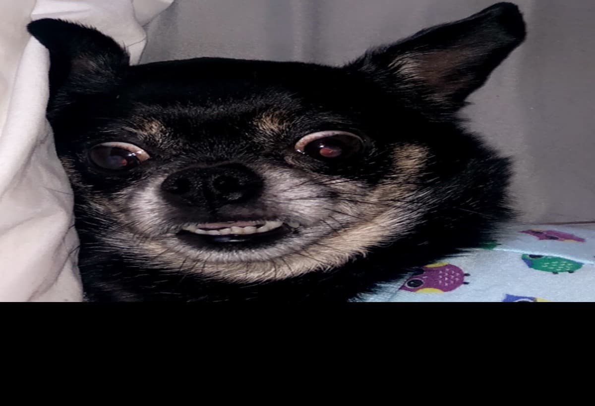 BingbongTeethCleaning