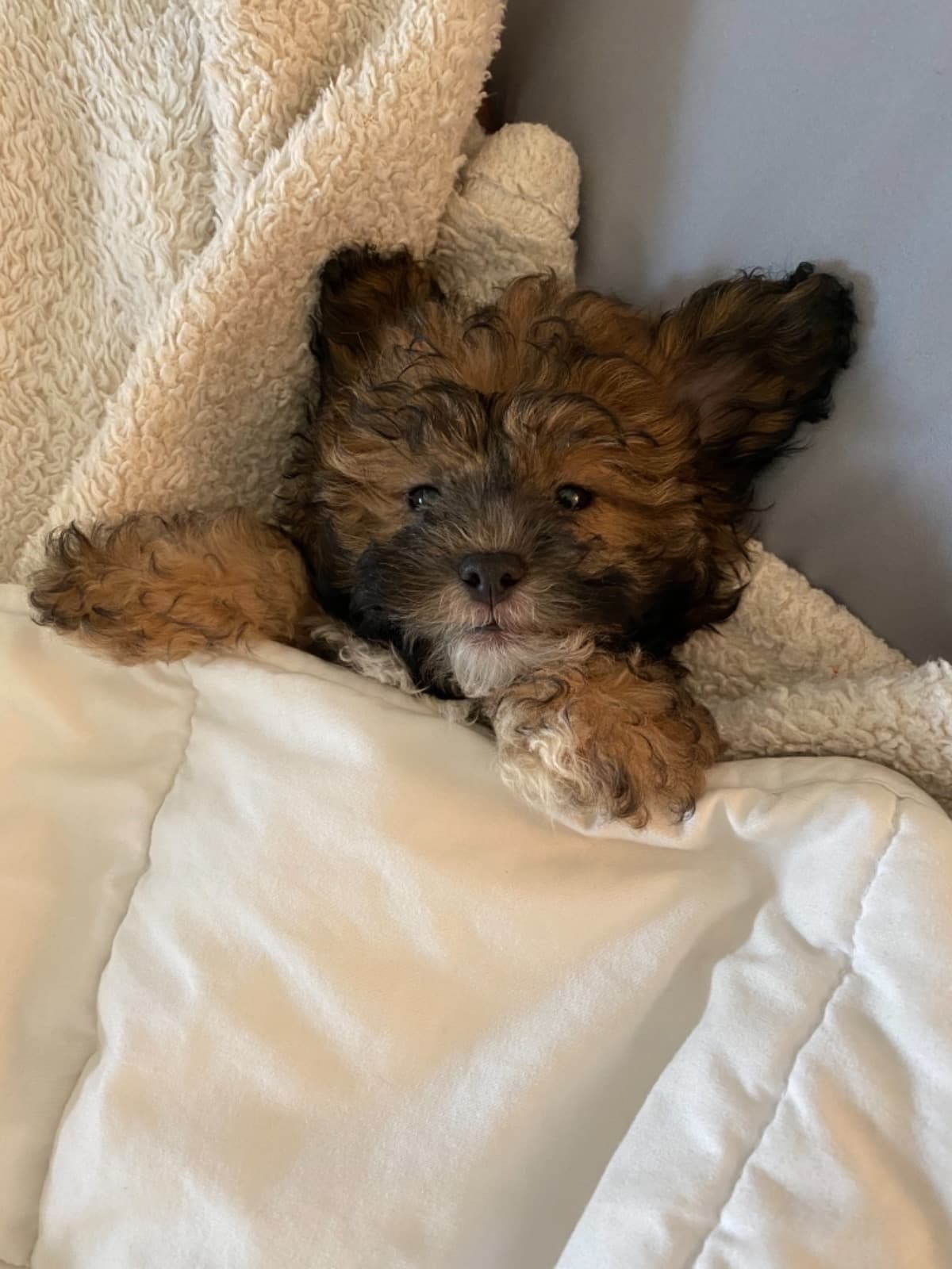 CocosRecoveryJourney