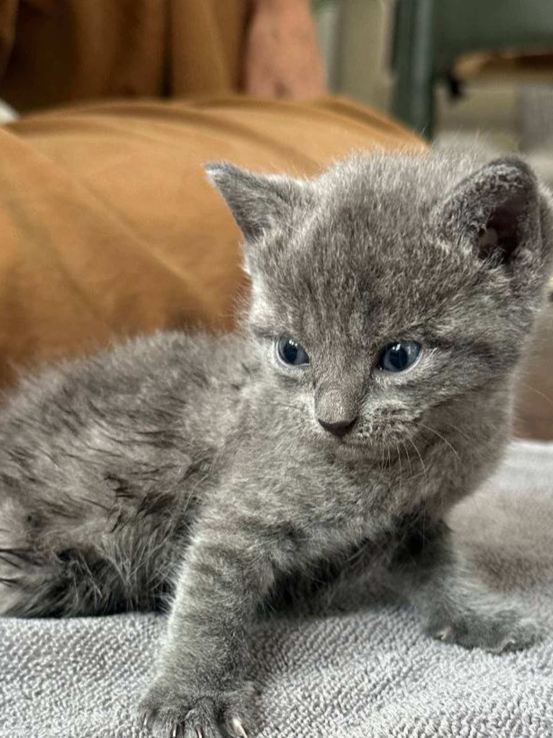 HelpOctaviaTheKittenWalk