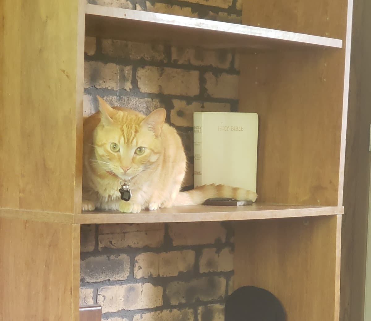 HelpMyCatOliver