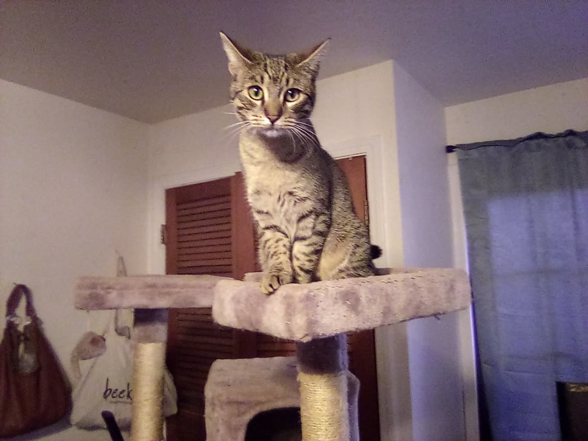 HelpBaBamPayHisBills