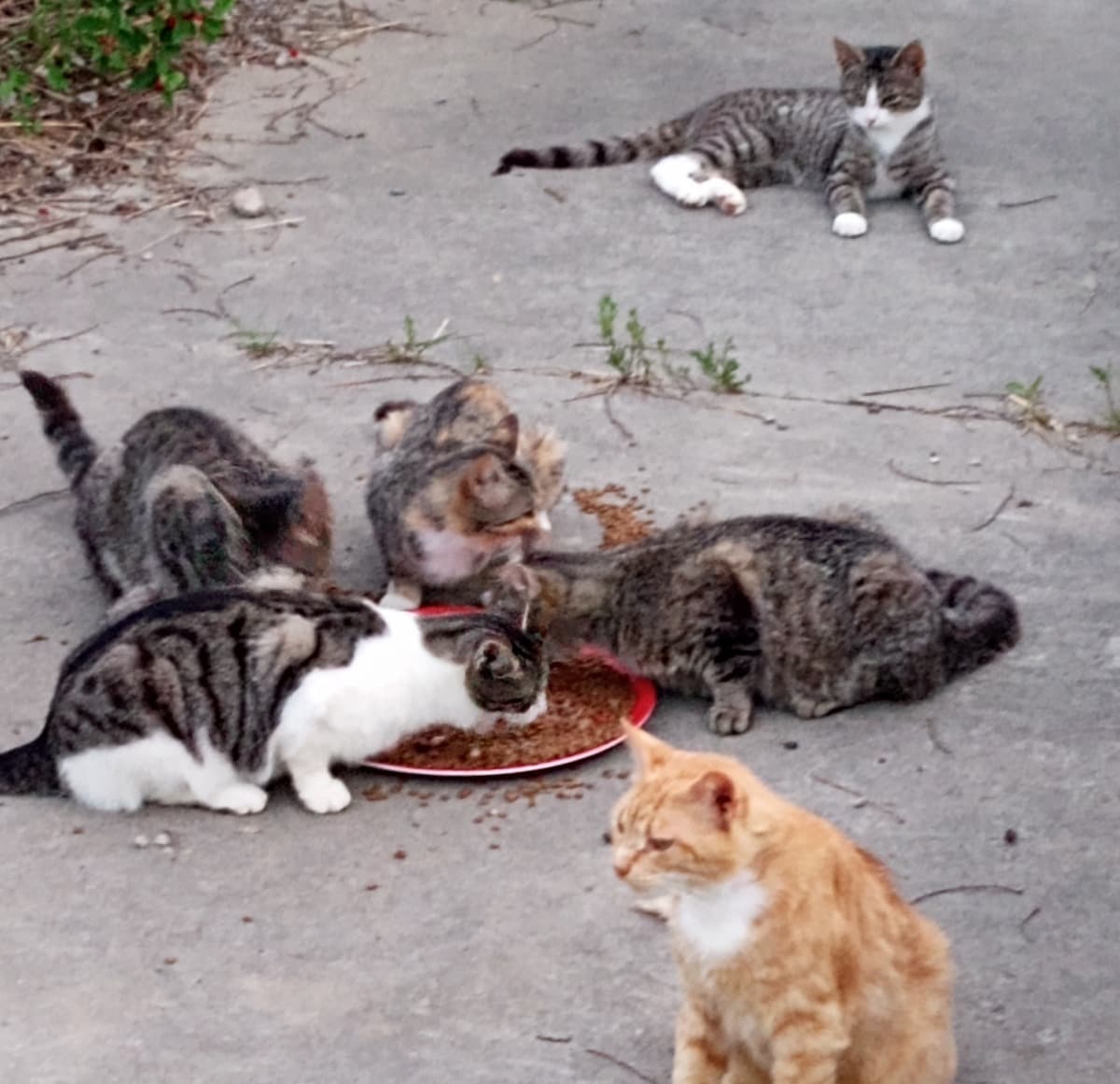 HelpTheHiramVillageCatColony