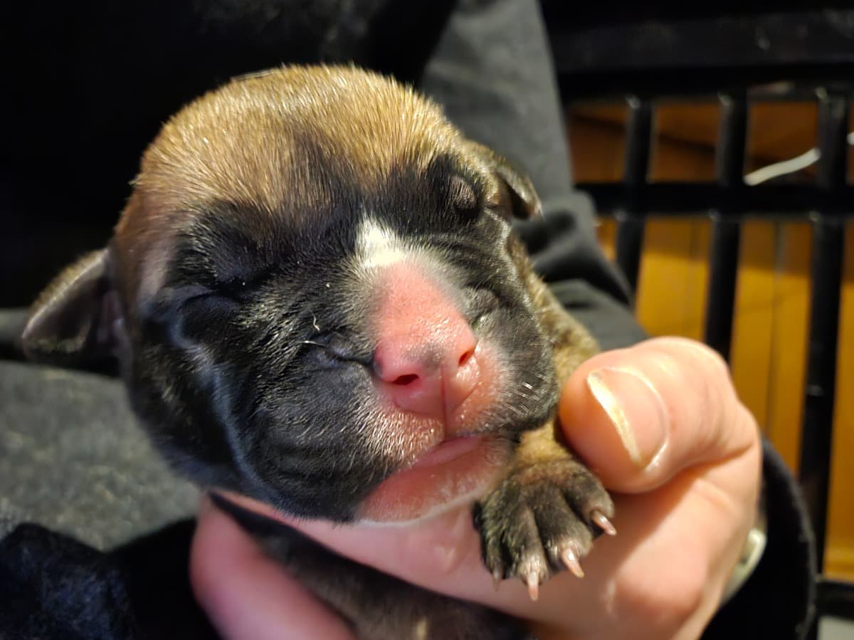 BrittanysWhelpingSupplies