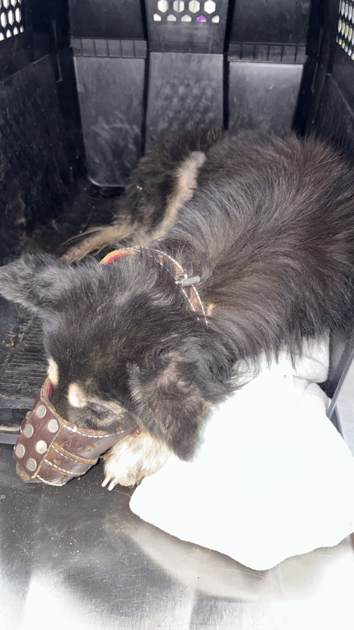 HelpScruffyBeatHeartworm