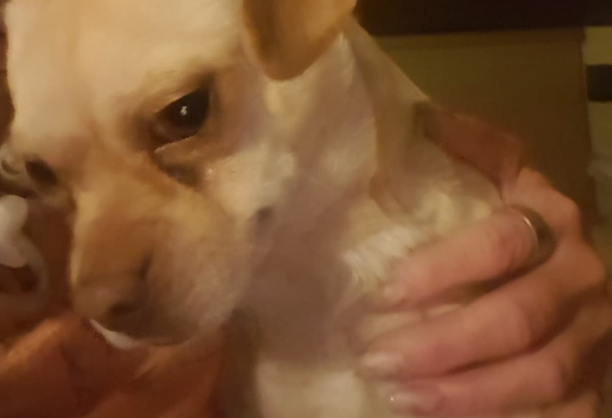 IHaveAJobToDoPleaseGetMeHom