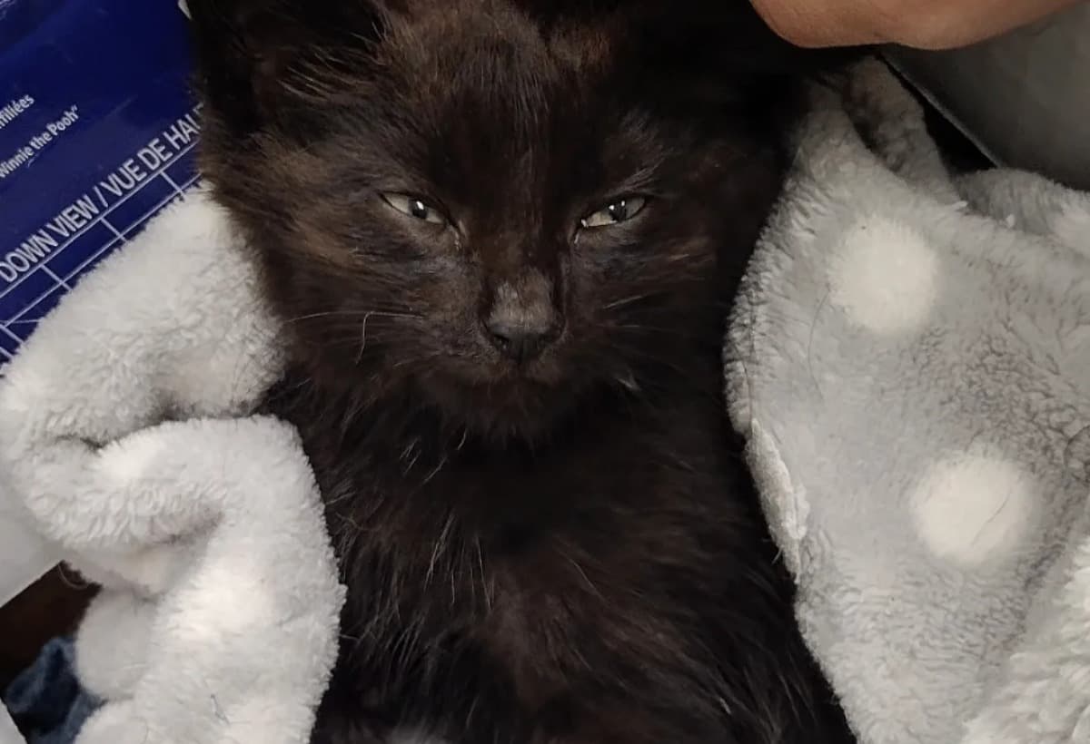 VeterinaryCareForUppsy