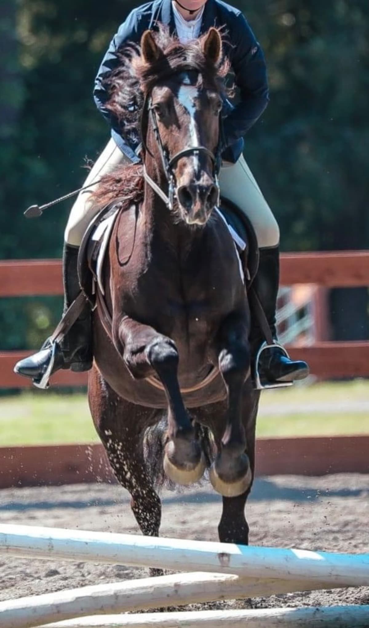 FancysColicVetBill