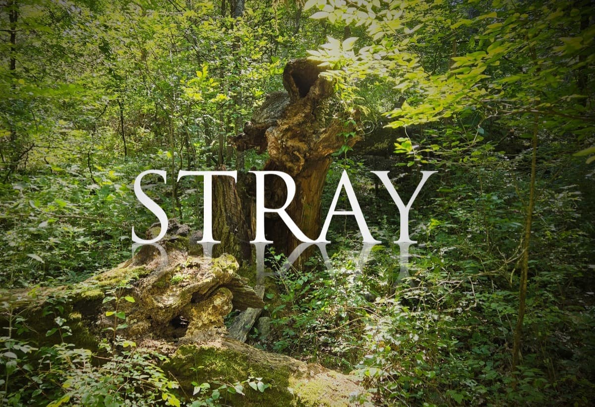 StrayShortFilm