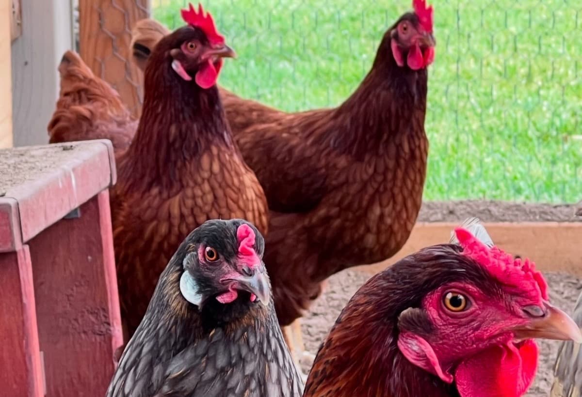 HelpSaveESAChickensInNJ