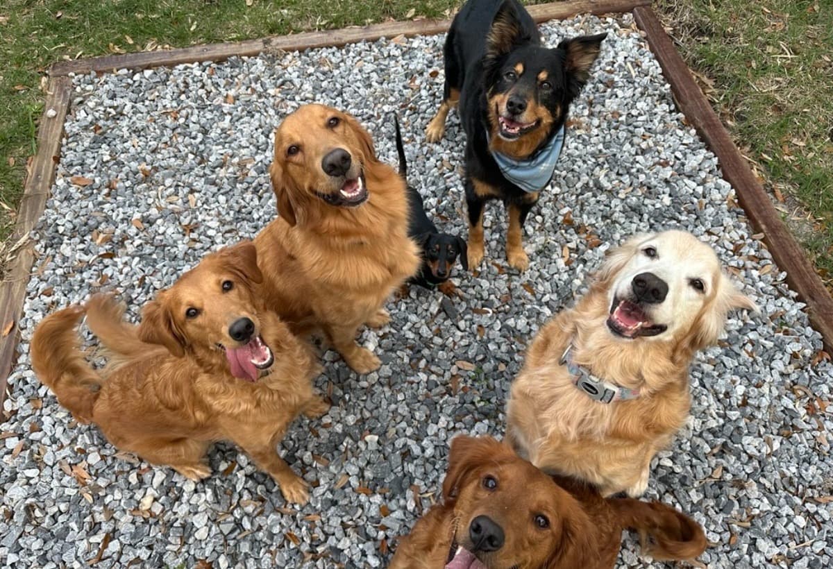 KaleysHouseOfFurryFriends