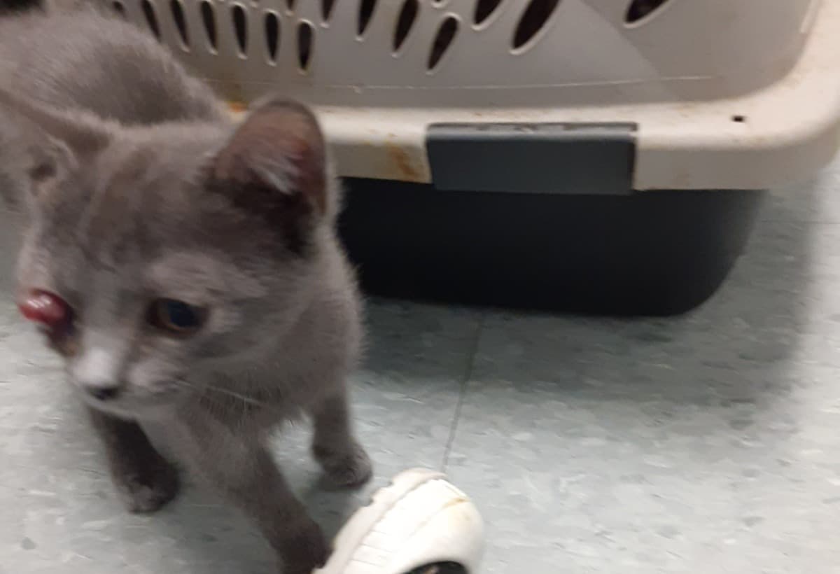 HelpTheMenaceInHerHealing