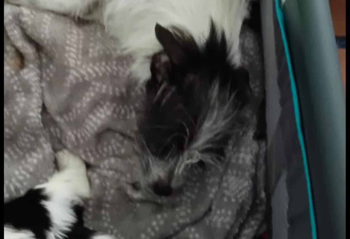 PepperIsFightingForHerLife