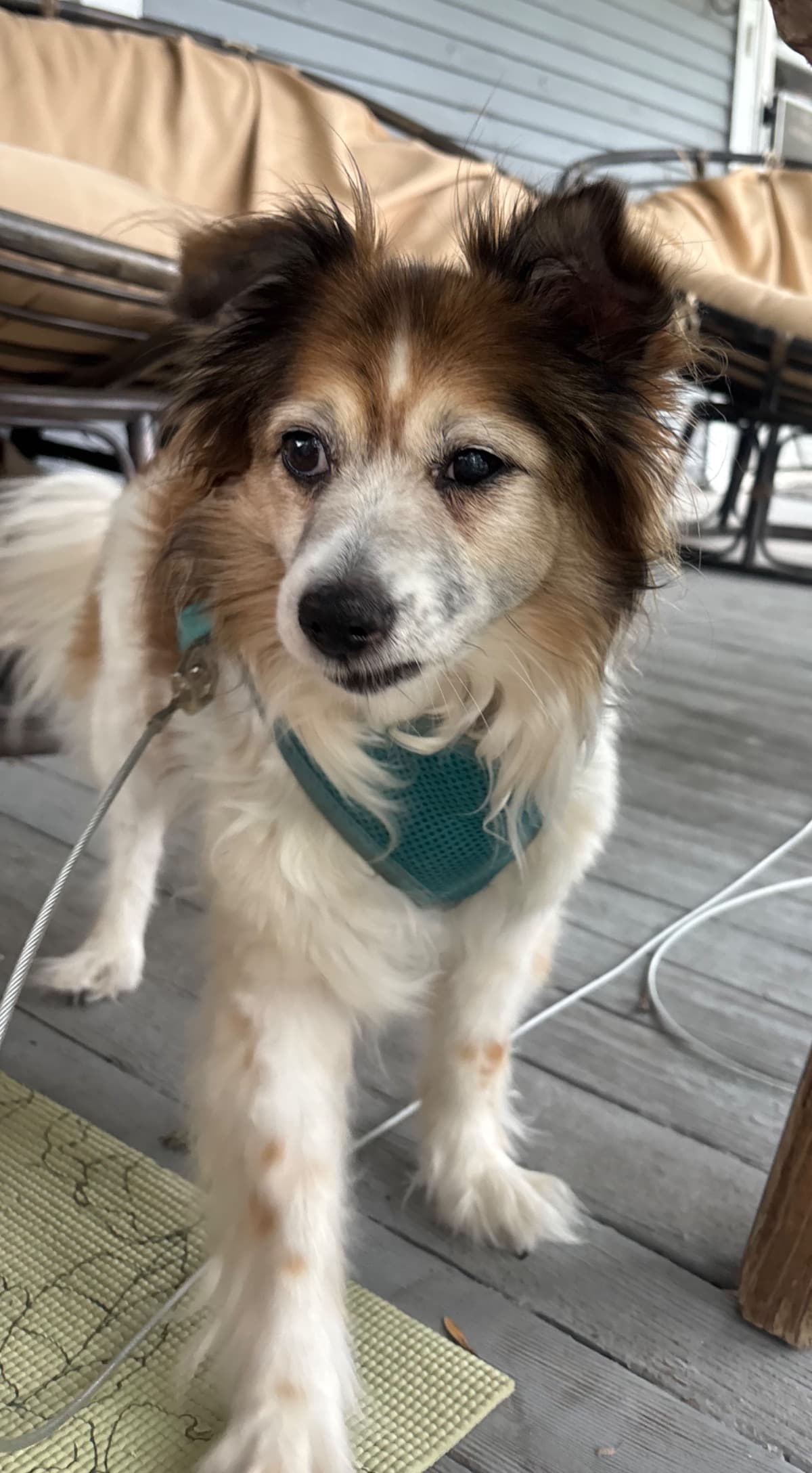 PuddinsDentalSurgery