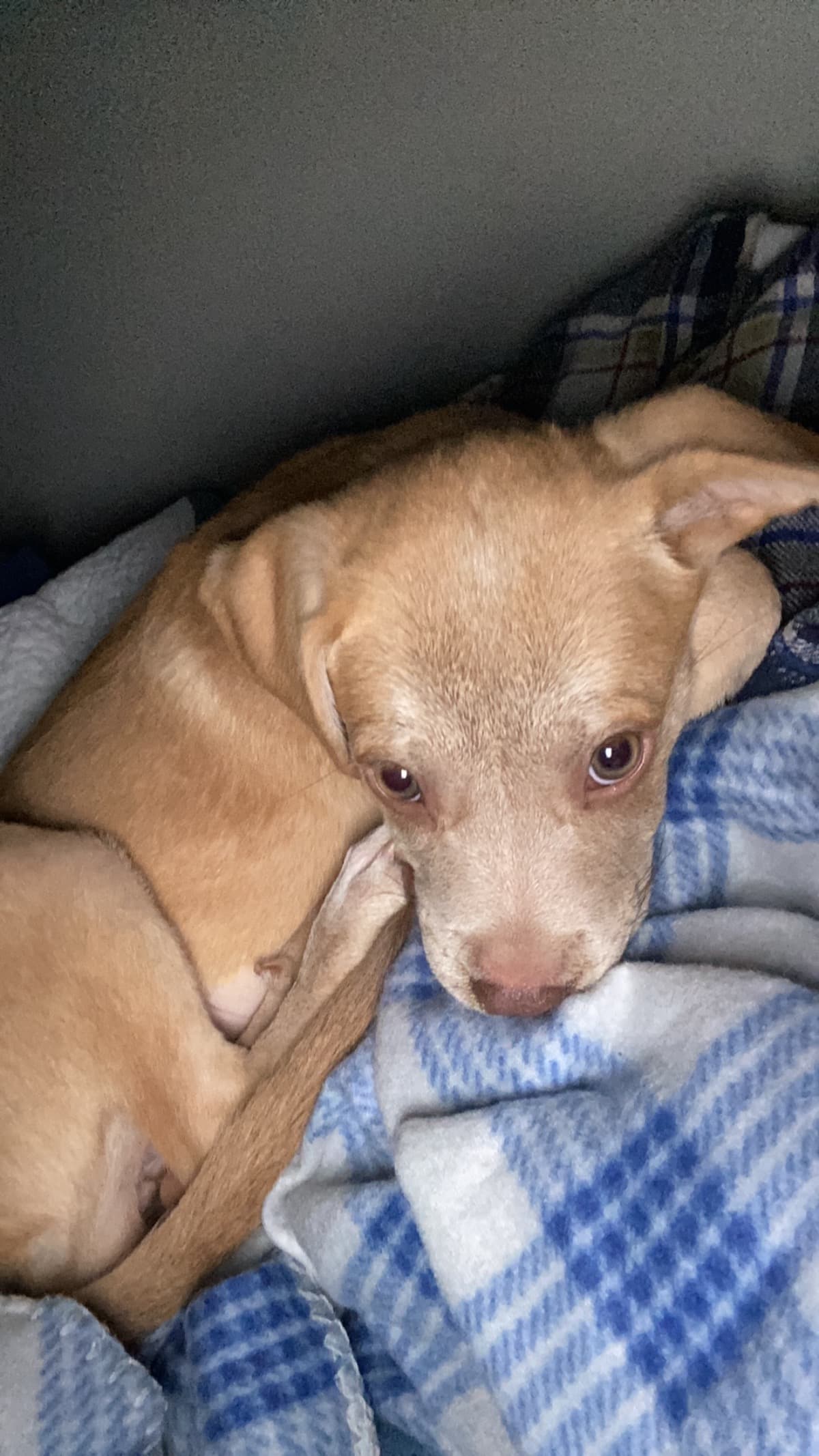 ToGetFullTreatmentForMyDo