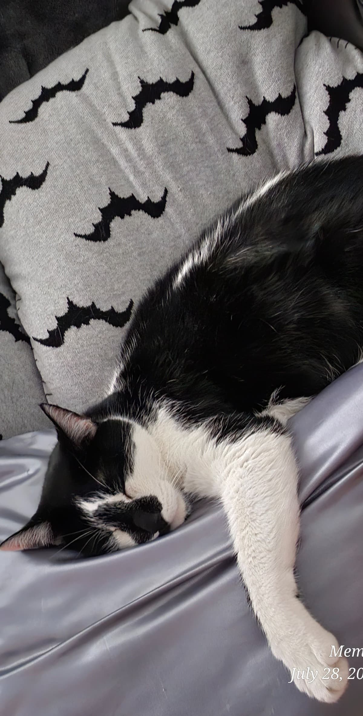 HelpTheKittiesThatHelpedMe