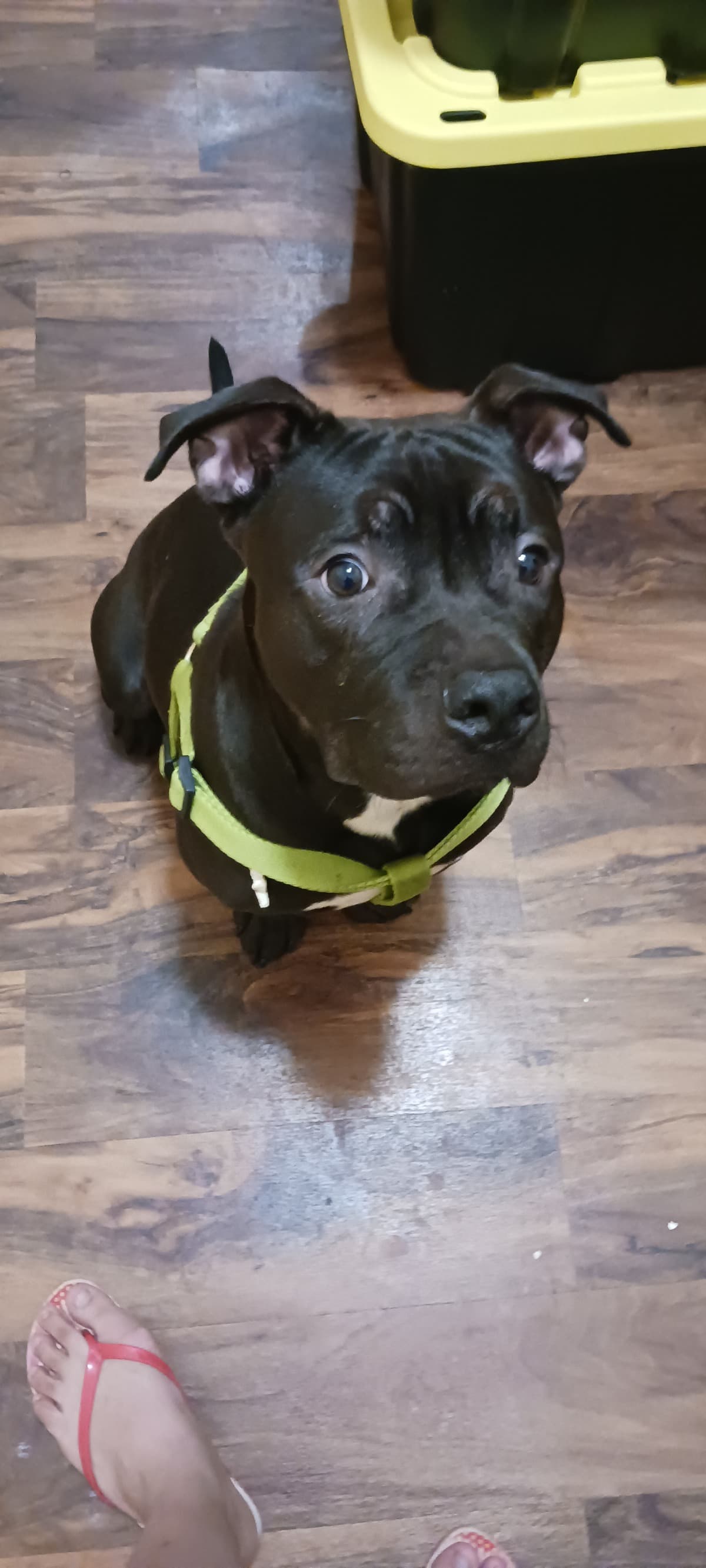 PitBullTiedToABench