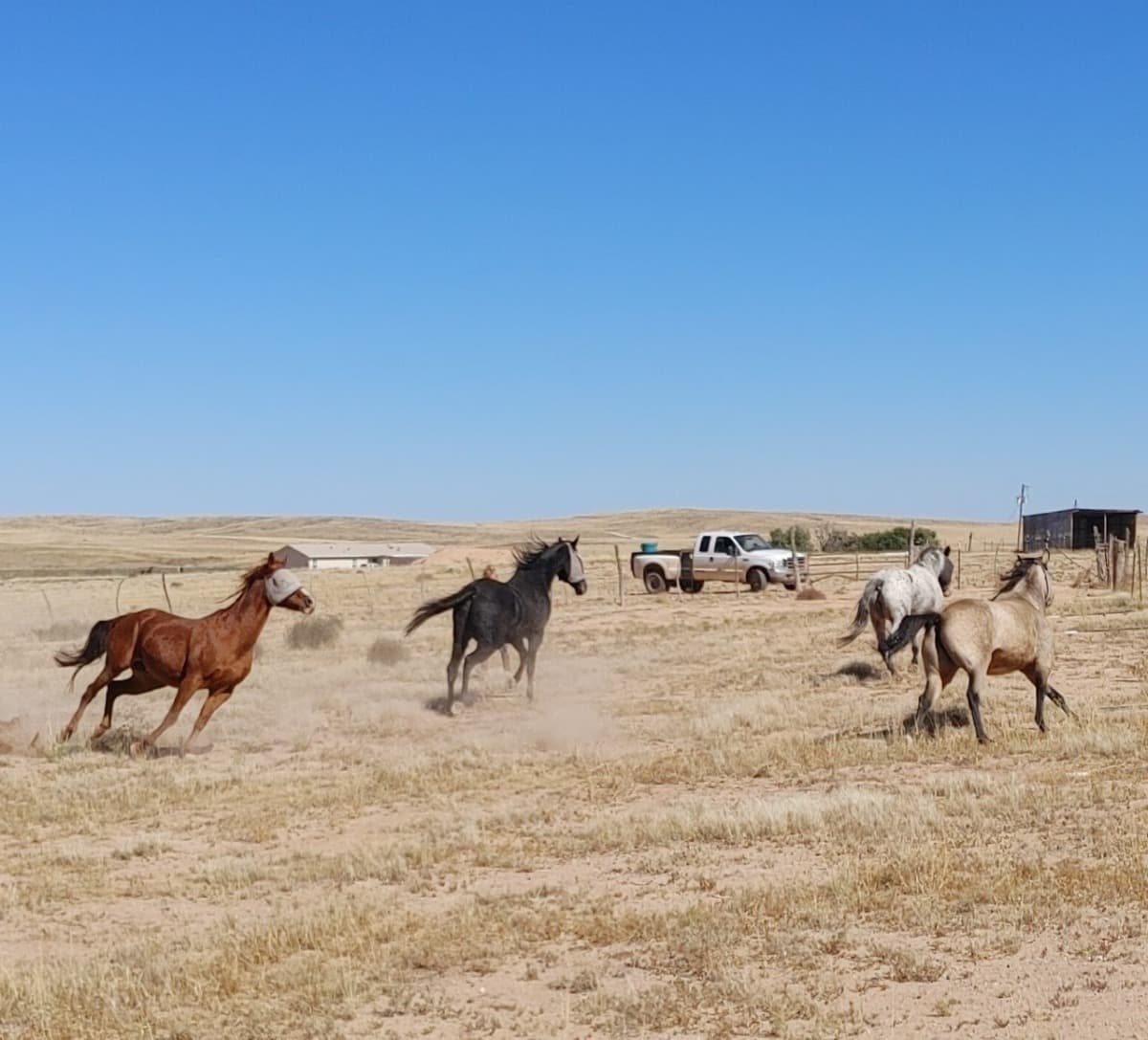 ForTheLoveOfHorses