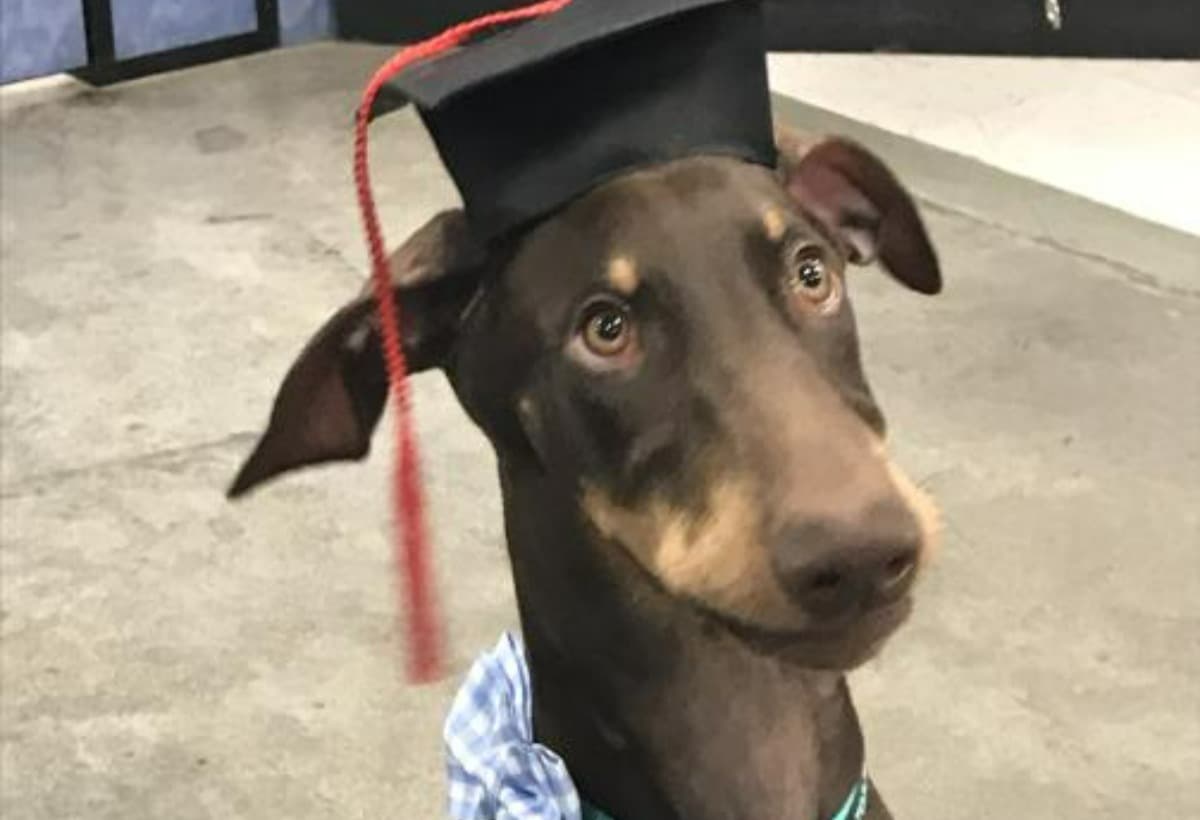 SurgeryForMyDoberman