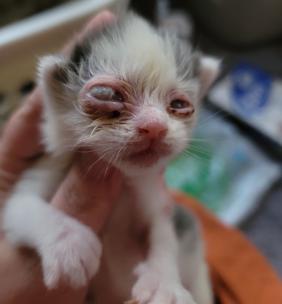 KittenNeedsMedicalHelp