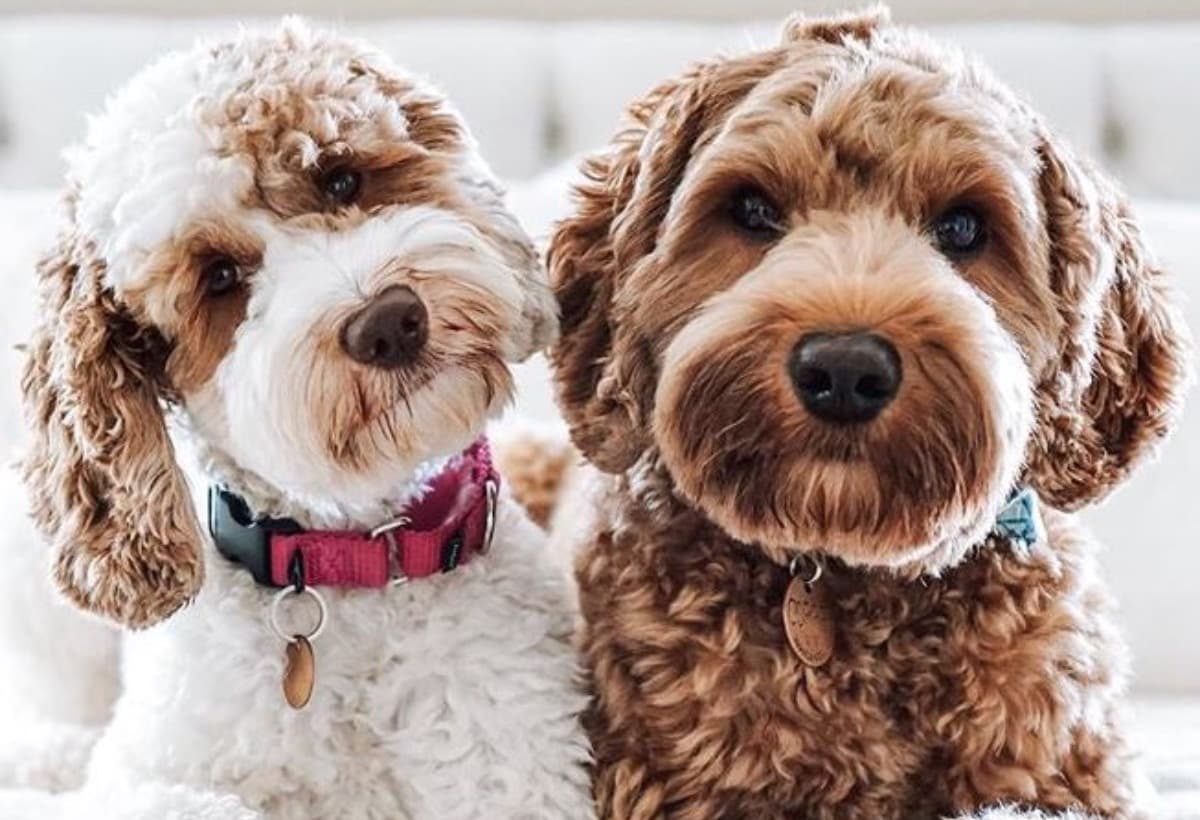 PsychiaticServiceDog