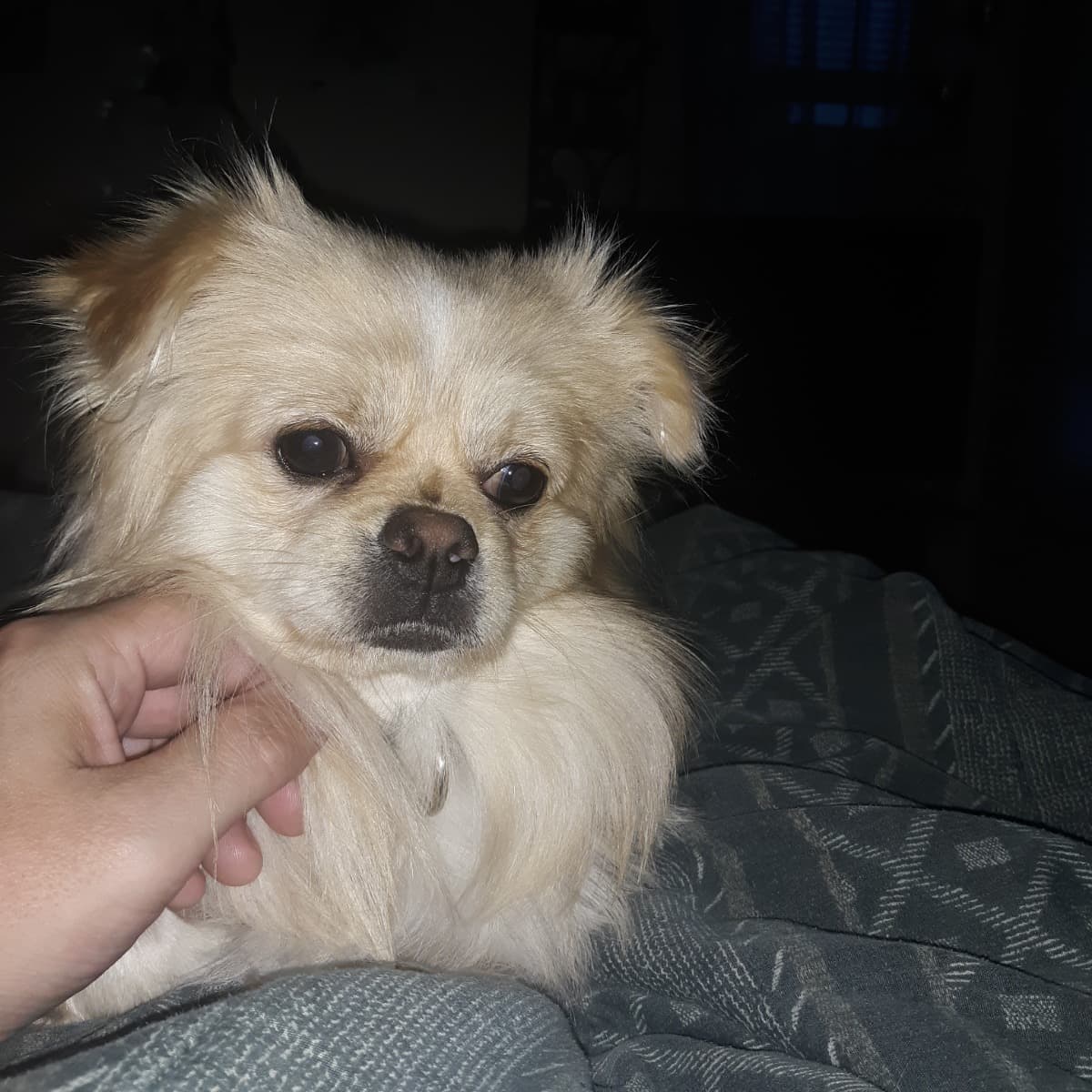 HelpForChewysEmergencyVet