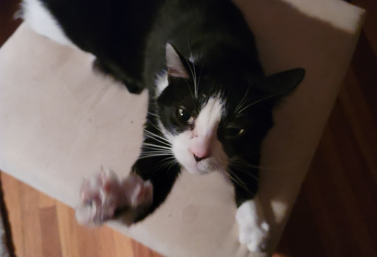 DeikitzensGoingHomeFund