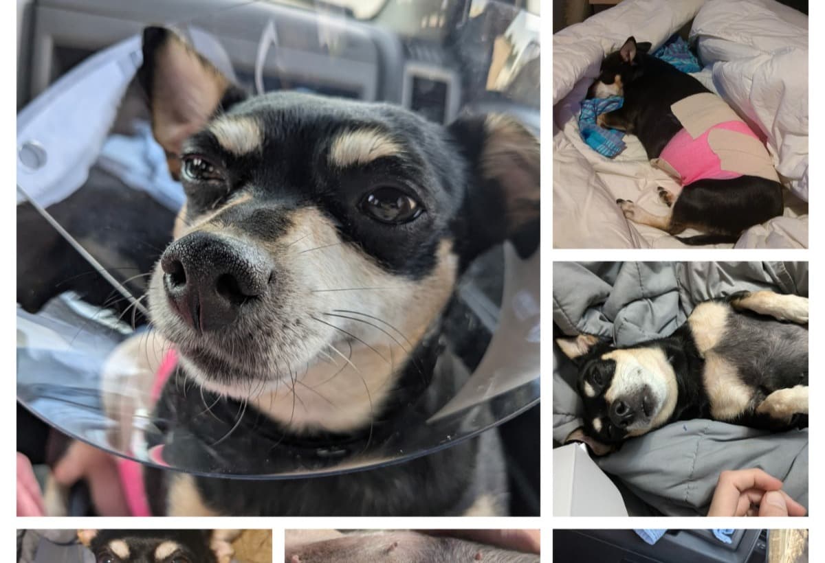 RoseTheChihuahuaNeedsHelp