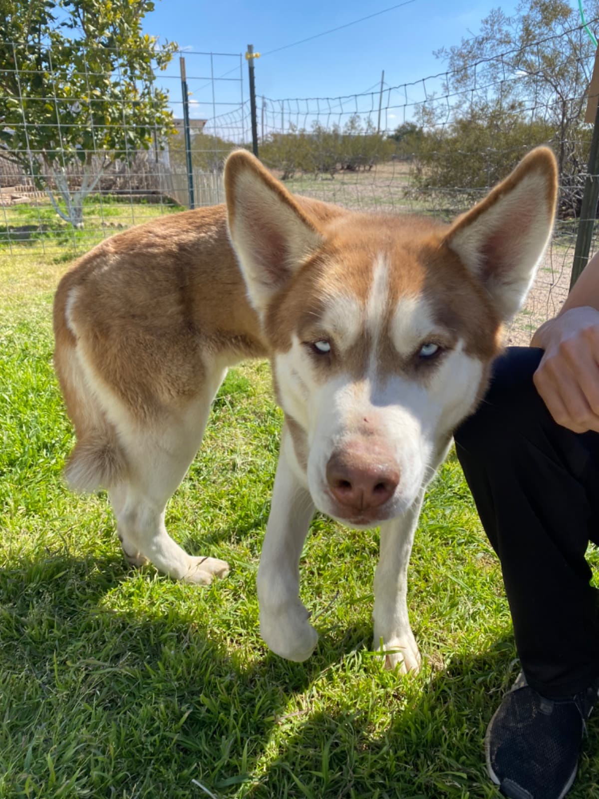 FoundInjuredHusky