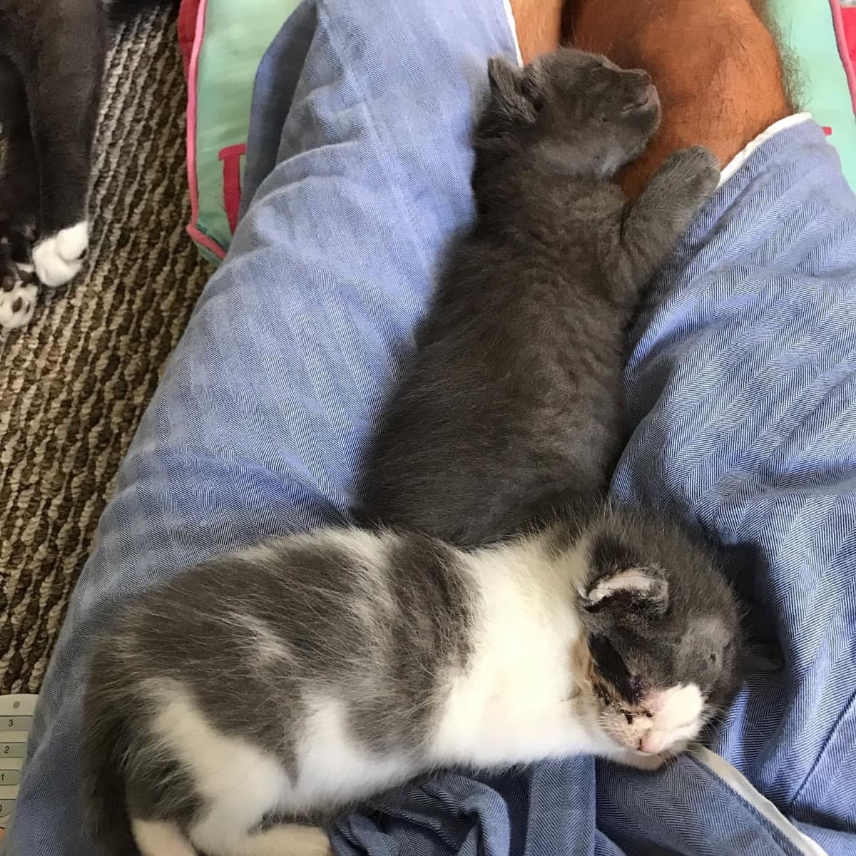 KittenSurgeryAndRehabFlorida