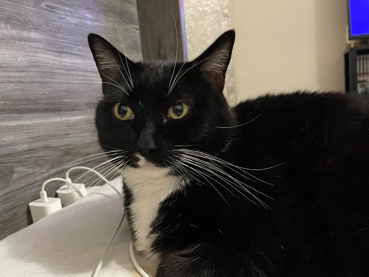 HelpWithMyCatsMedicine