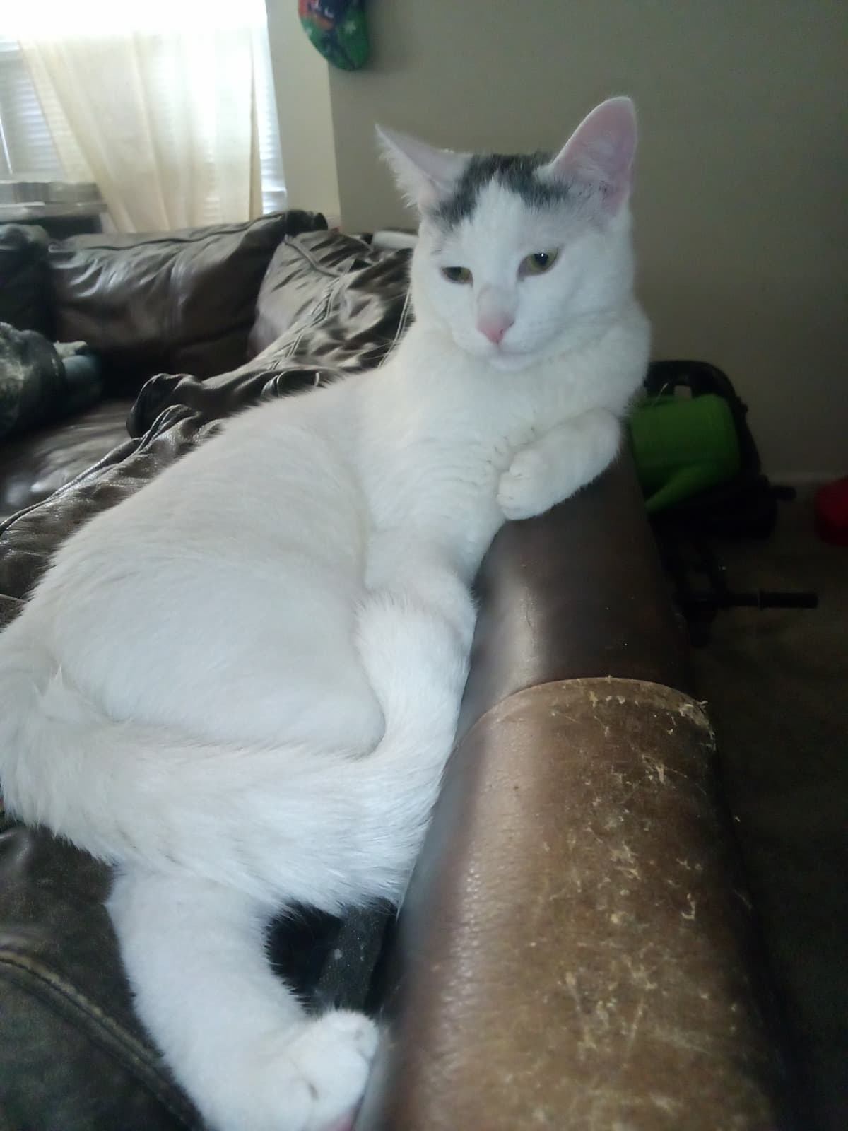 InjuredFamilyCat