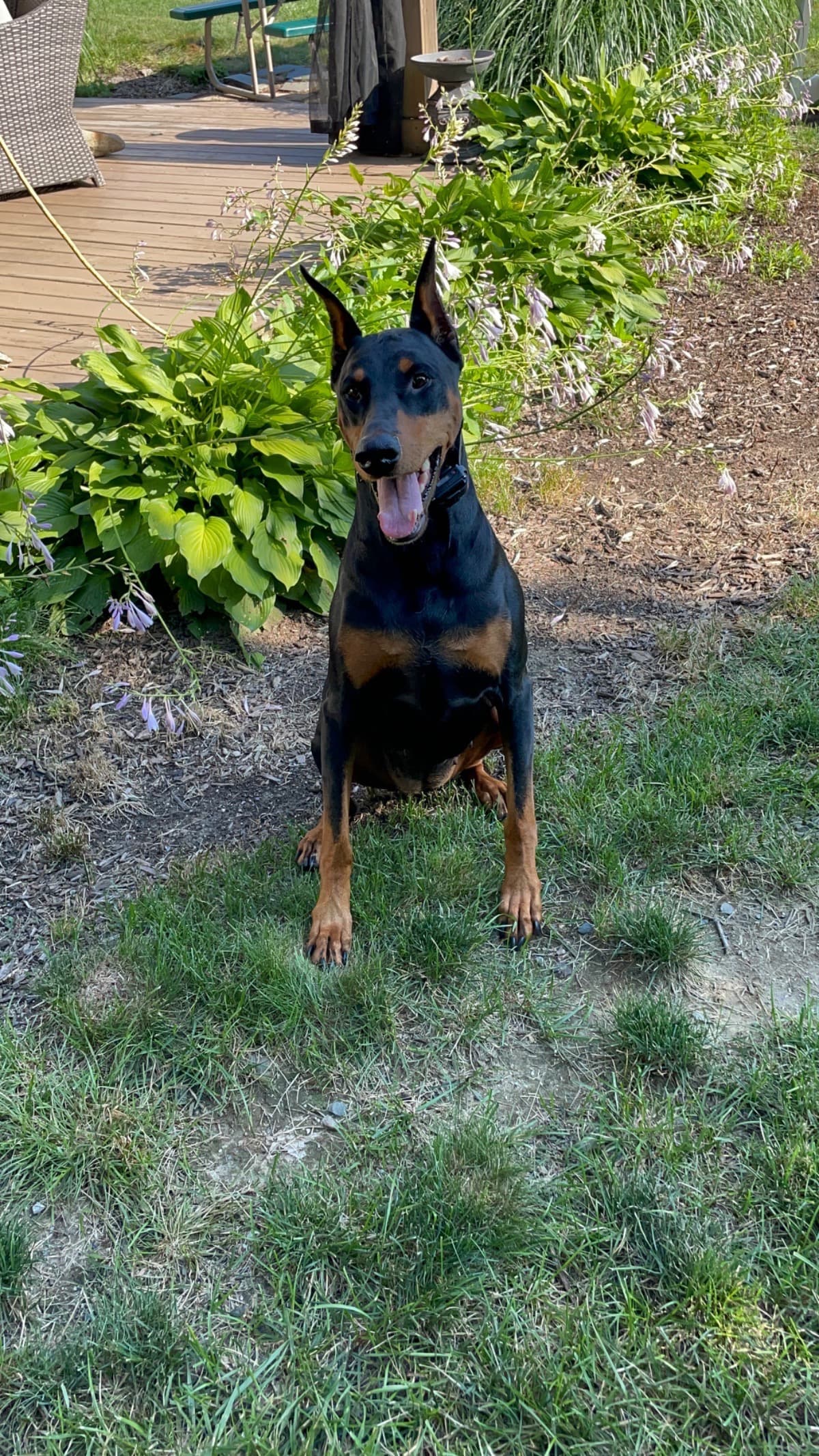 HelpSaveDog
