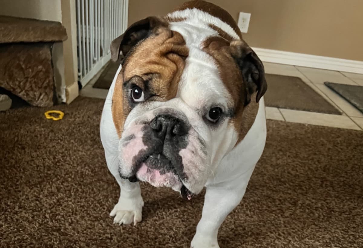 JesterTheBulldogMedicalFund