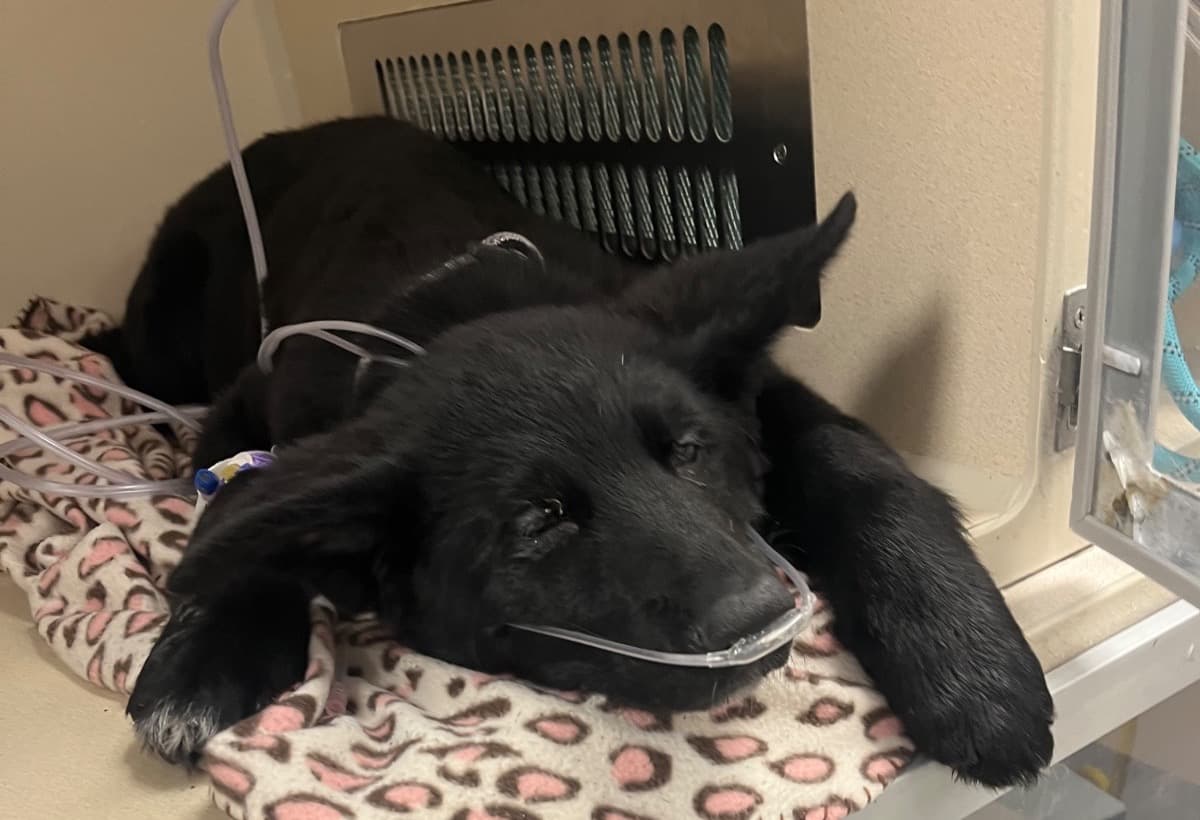 VaderMedicalExpenses