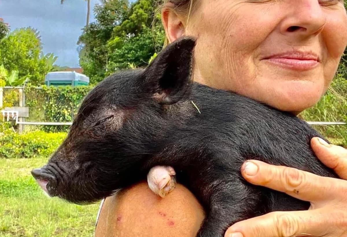 MedicalFundForAnimals