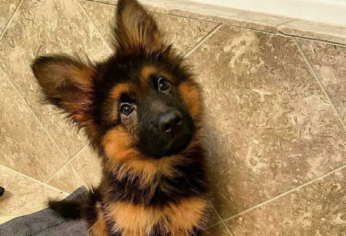 RehomingDerekShepard