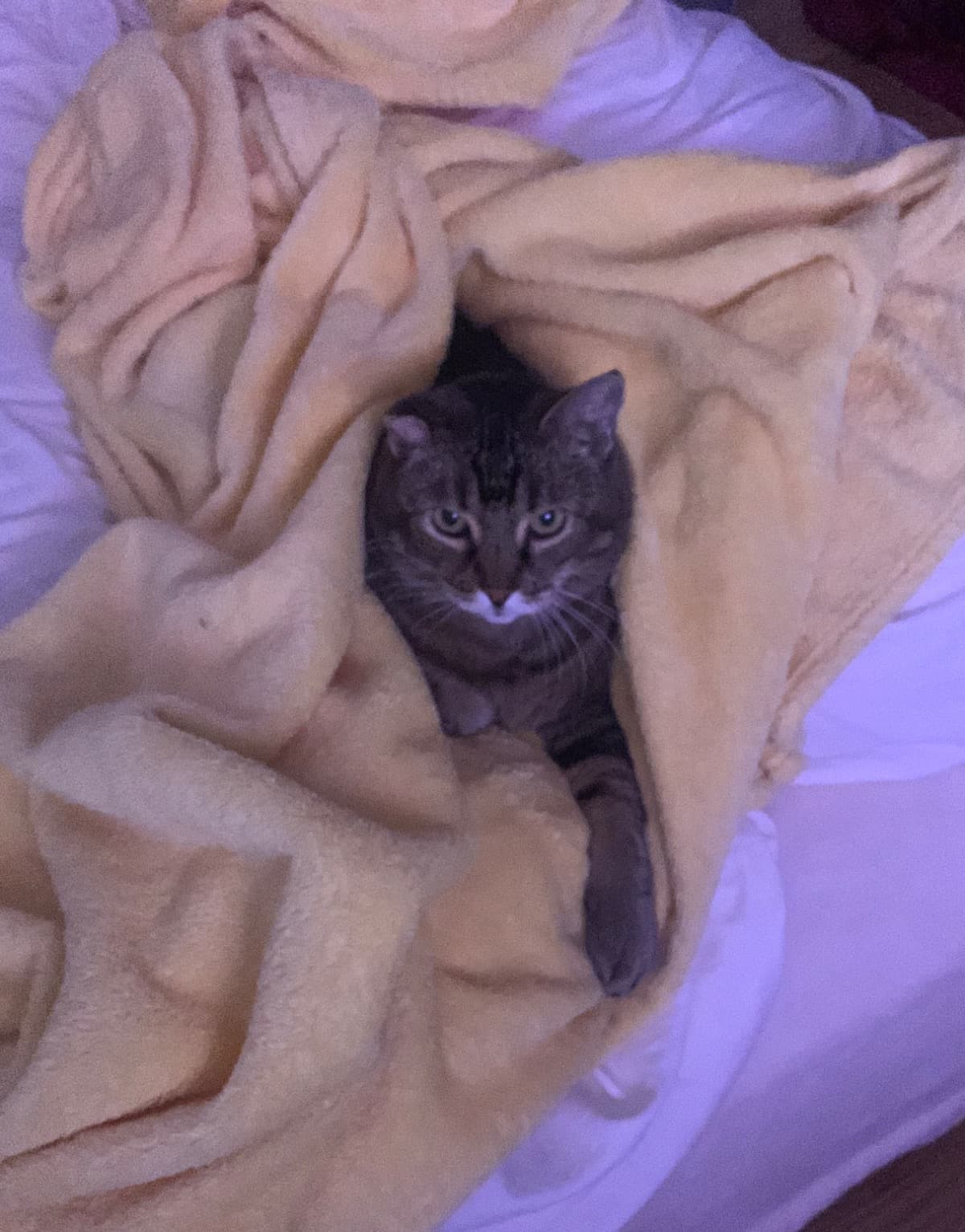 OliverWantsToGoSeeGrandma