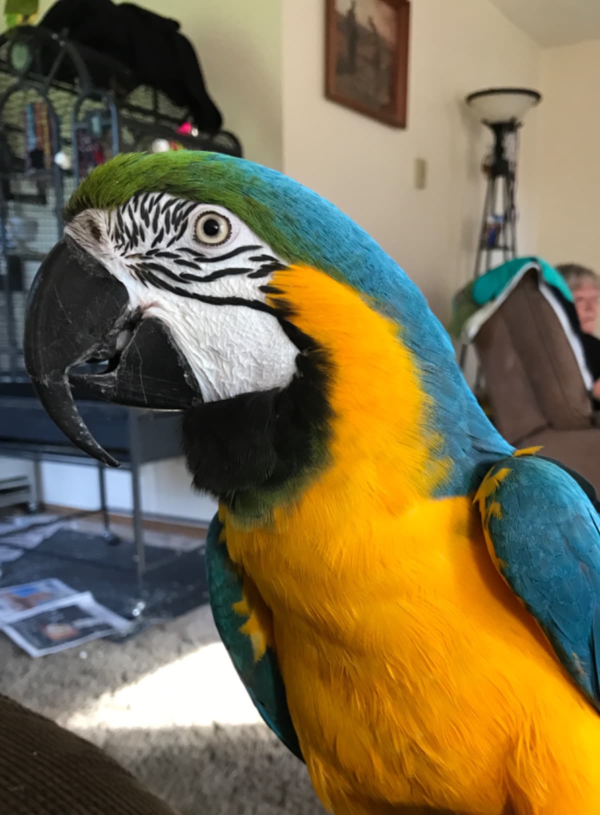 HelpGetOurBirdsBack