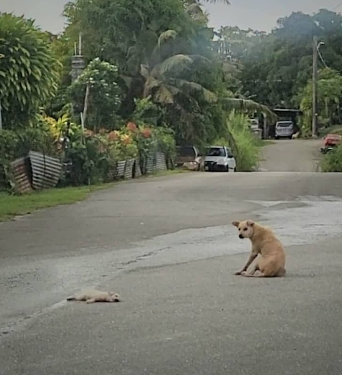 GuamStreetRescue