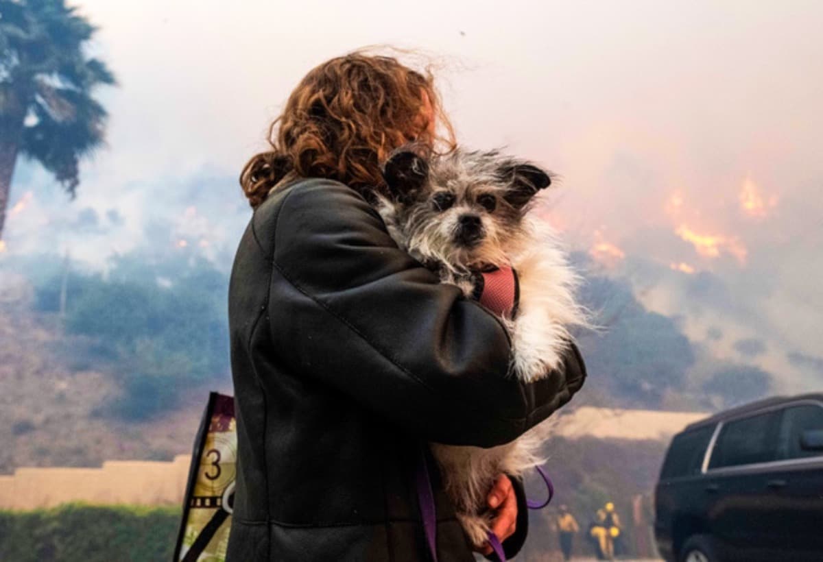 RUNForLAWildfireAnimalRelief