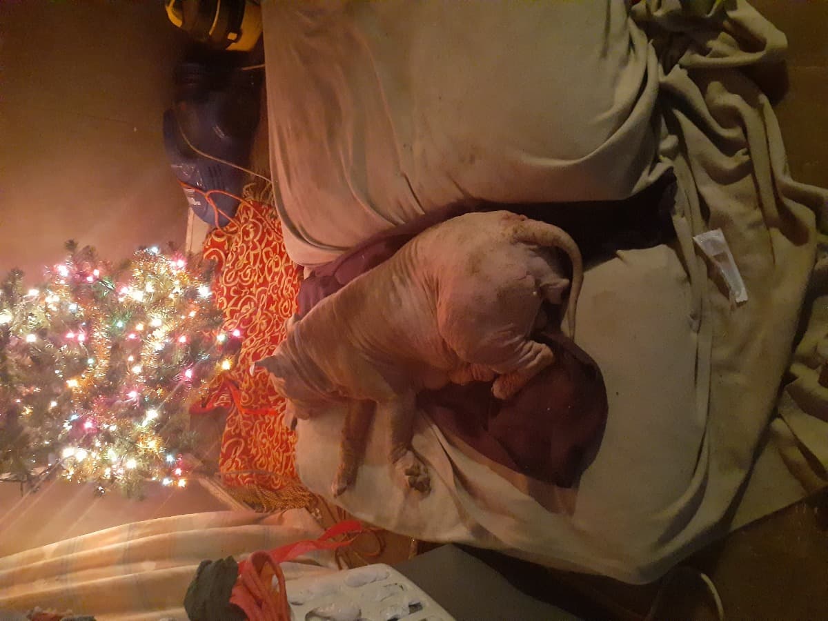 MySickDog