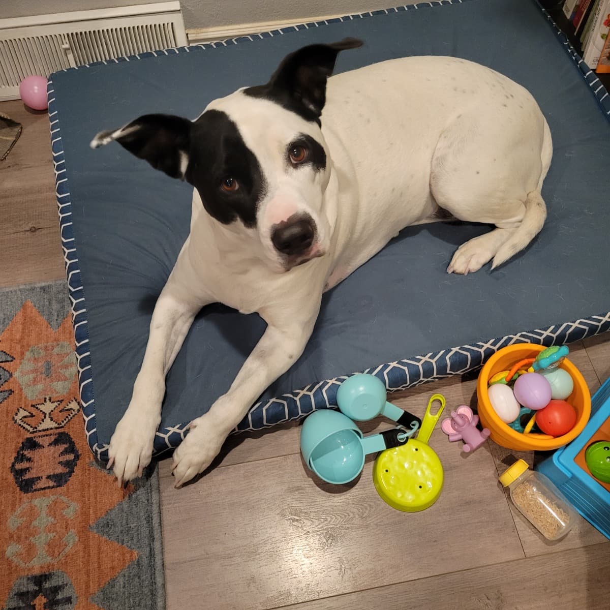 MyDogNeedsACLSurgery