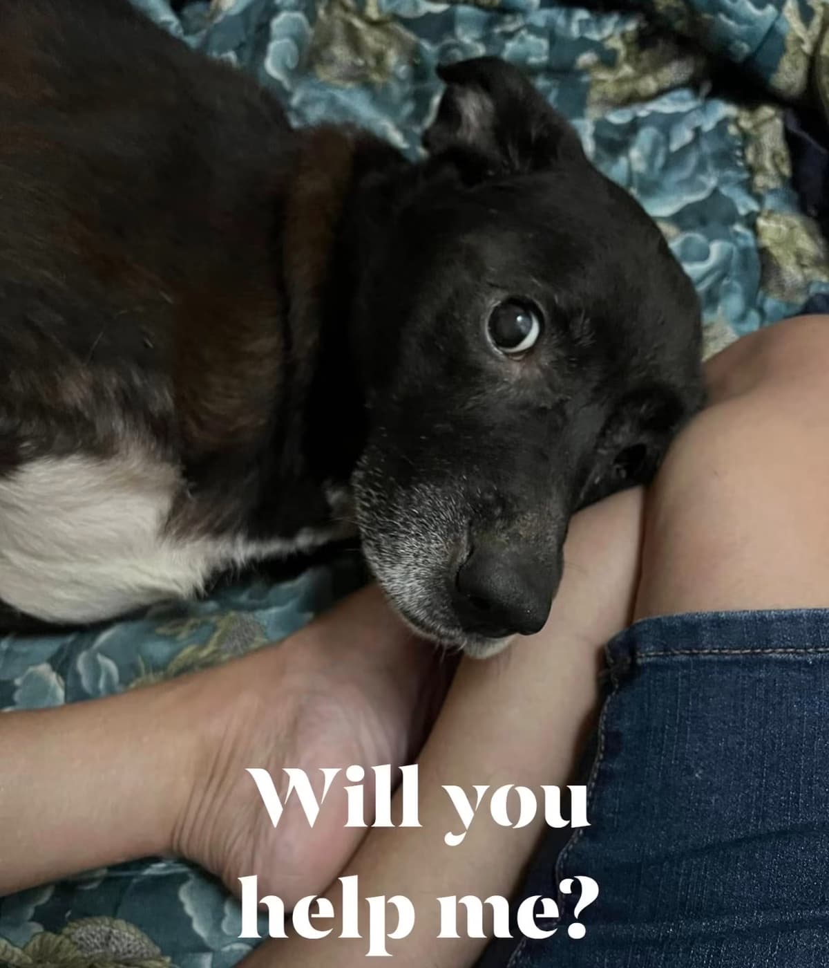Safe Steps For Senior Dogs At Remembering Ruthie