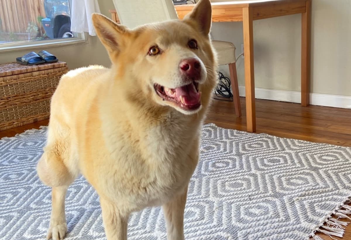 HugosTumorRemovalSurgery