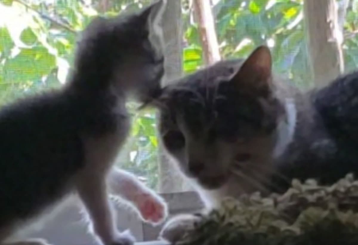 TeethExtractionForRescuedCat