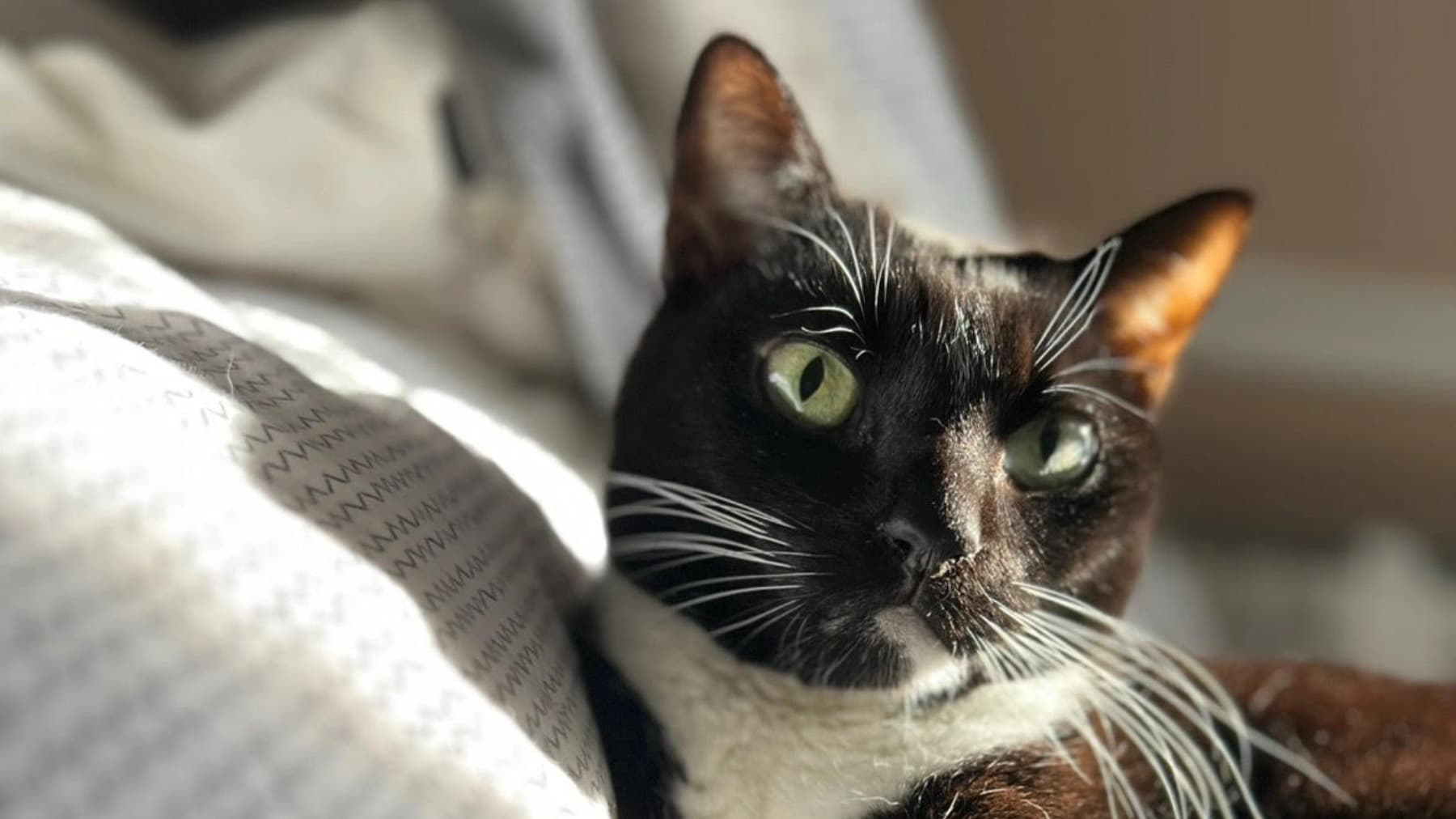 HelpMyCatWithVetBills