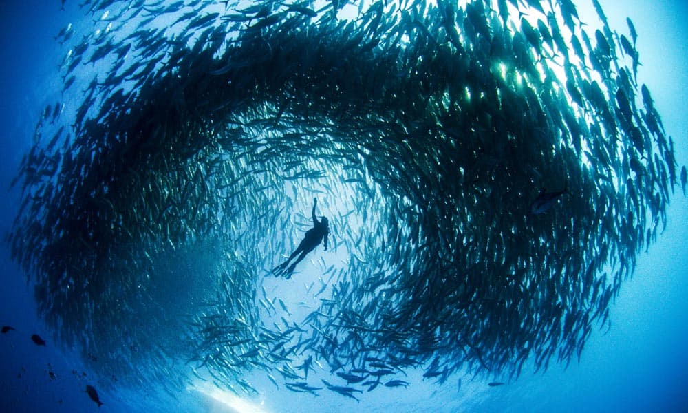 MissionBlue