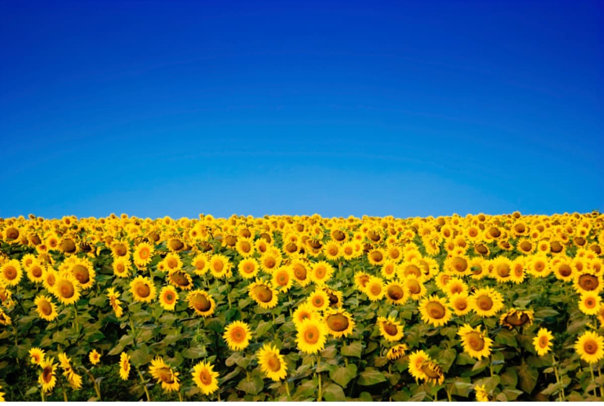 HelpOksanaFleeToSafety